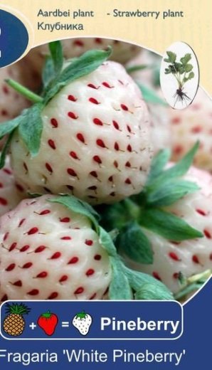 jahodové sadenice WHITE PINEBERRY a FRAMBERRY