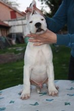 Argentínska doga - špičkové šteniatka