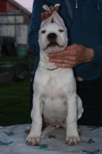 Argentínska doga - špičkové šteniatka
