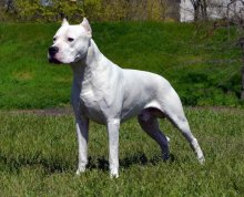 Argentínska doga - špičkové šteniatka