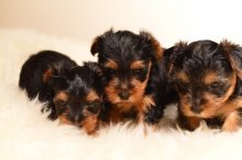 MINI Yorkširskeho teriéra