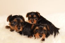 MINI Yorkširskeho teriéra