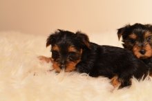 MINI Yorkširskeho teriéra