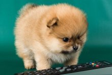 Pomeranian