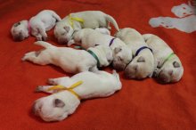 Labrador Retriever - šteniatka s PP