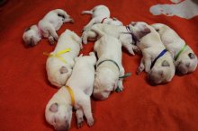 Labrador Retriever - šteniatka s PP