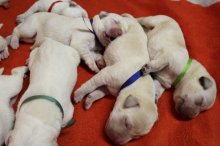 Labrador Retriever - šteniatka s PP
