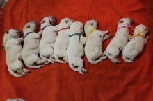 Labrador Retriever - šteniatka s PP