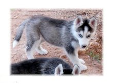 Krasna Sibírsky husky vlčí šteňatá z