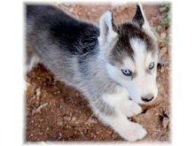 Krasna Sibírsky husky vlčí šteňatá z