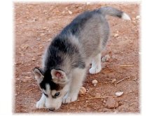 Krasna Sibírsky husky vlčí šteňatá z
