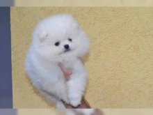 Trpasličí špic Pomeranian šteňatá