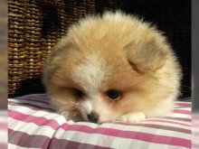 Trpasličí špic Pomeranian šteňatá