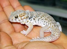 Predám zriedkavého Gekona Roborowskeho + terárium