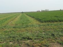 Lucernové Granule bez liečív a prísad, nedrobia sa