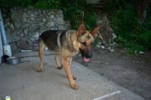 Darujem fenku vlčiaka