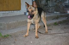 Darujem fenku vlčiaka