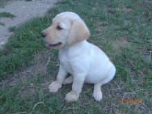 Ponúkám šteniatka labradora