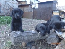 Ponúkám šteniatka labradora