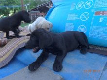 Ponúkám šteniatka labradora