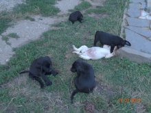 Ponúkám šteniatka labradora