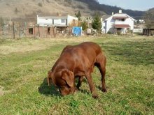 Ponúkám šteniatka labradora