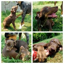 Louisiansky leopardi pes - Catahoula s PP