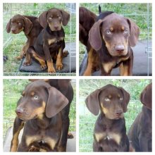 Louisiansky leopardi pes - Catahoula s PP