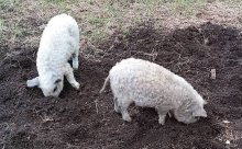 Predám 8-9 týždňové odstavčatá mangalice.