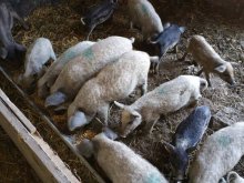 Predám 8-9 týždňové odstavčatá mangalice.