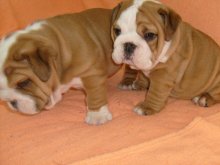Anglický buldog