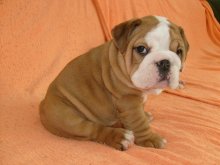 Anglický buldog