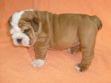 Anglický buldog