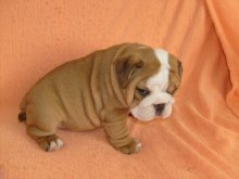 Anglický buldog