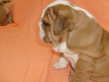 Anglický buldog