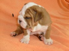 Anglický buldog
