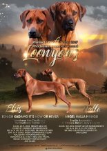 Rhodesian Ridgeback šteniatka s PP