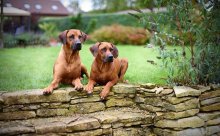 Rhodesian Ridgeback šteniatka s PP