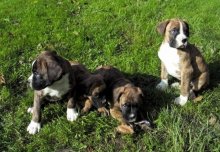 steniatka boxer