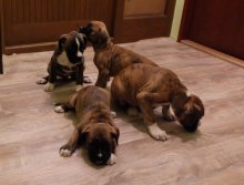 steniatka boxer