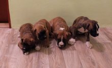 steniatka boxer