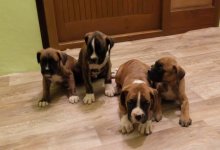steniatka boxer