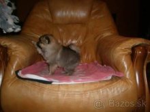 Pomeranian