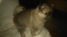 Pomeranian
