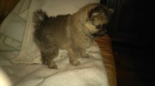 Pomeranian