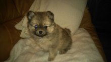Pomeranian