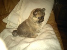 Pomeranian
