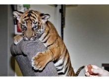 gepardí mláďa, Biely tiger a lev mláďatá.