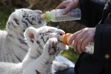 gepardí mláďa, Biely tiger a lev mláďatá.