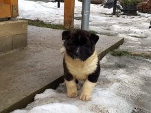 Krasna akita